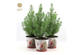 Pinus pinea silver crest P17 in Zinc Santa