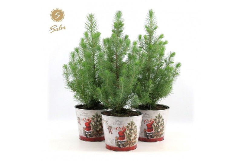 Pinus pinea silver crest P17 in Zinc Santa 