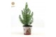 Pinus pinea silver crest P17 in Zinc Santa 