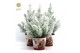Pinus pinea silver crest P17 in Zinc Santa + Snow 