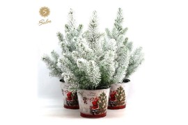 Pinus pinea silver crest P17 in Zinc Santa + Snow