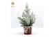 Pinus pinea silver crest P17 in Zinc Santa + Snow 