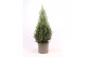 Picea glauca conica 