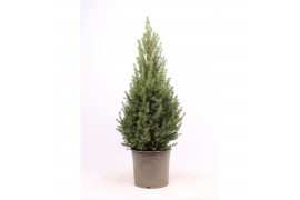 Picea glauca conica