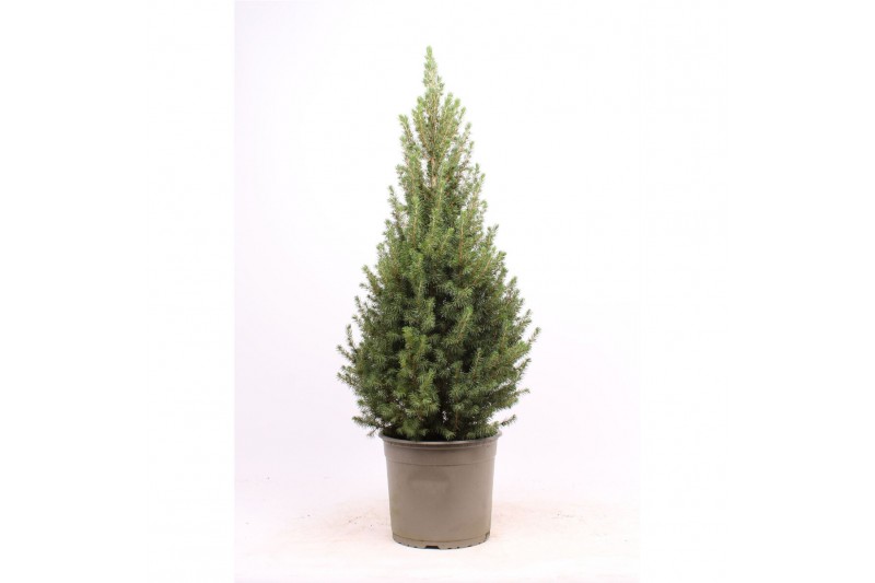 Picea glauca conica 
