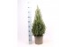Picea glauca conica 
