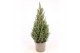 Picea glauca conica 