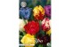 Bollen droog tulipa Tulip Parrot Mixed x7 12/+ overig pp 