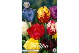 Bollen droog tulipa Tulip Parrot Mixed x7 12/+ overig pp