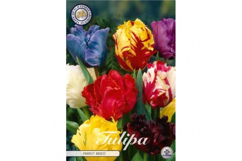 Bollen droog tulipa Tulip Parrot Mixed x7 12/+ overig pp 