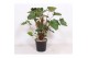 Homalomena rubescens maggy 