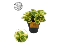 Peperomia obtusifolia obtipan bicolor