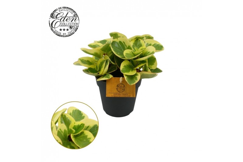 Peperomia obtusifolia obtipan bicolor 