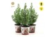 Pinus pinea silver crest P17 in Zinc Santa + Starlight 