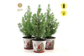 Pinus pinea silver crest P17 in Zinc Santa + Starlight