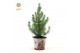 Pinus pinea silver crest P17 in Zinc Santa + Starlight 
