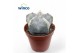 Astrophytum myriostigma 