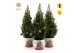 Picea glauca december P19 in Zinc Santa + Pine-Cone Light + Tree on Lo 