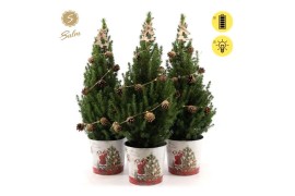 Picea glauca december P19 in Zinc Santa + Pine-Cone Light + Tree on Lo