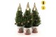 Picea glauca december P19 in Zinc Santa + Pine-Cone Light + Tree on Lo 