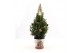 Picea glauca december P19 in Zinc Santa + Pine-Cone Light + Tree on Lo 