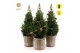 Picea glauca december P19 in Basket + Pine-Cone Light + Tree on Loop 