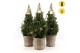 Picea glauca december P19 in Basket + Pine-Cone Light + Tree on Loop 
