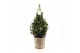 Picea glauca december P19 in Basket + Pine-Cone Light + Tree on Loop 