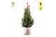 Picea glauca december P19 in Zinc Santa + Winterlight-Skate + Star on  