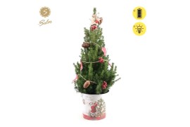 Picea glauca december P19 in Zinc Santa + Winterlight-Skate + Star on 