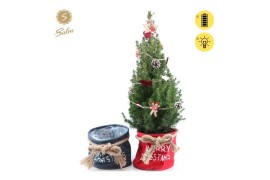 Picea glauca december P19 in Bag X-mas Duo + Winterlight-Ski + Star on
