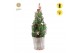 Picea glauca december P19 in Basket + Winterlight-Ski + Star on Loop 