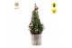Picea glauca december P19 in Basket + Winterlight-Skate + Star on Loop 