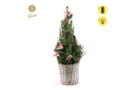 Picea glauca december P19 in Basket + Winterlight-Skate + Star on Loop