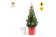 Picea glauca december P19 in Zinc X-mas Duo + Winterlight-Ski + Star o 