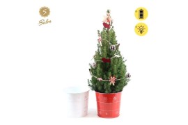 Picea glauca december P19 in Zinc X-mas Duo + Winterlight-Ski + Star o