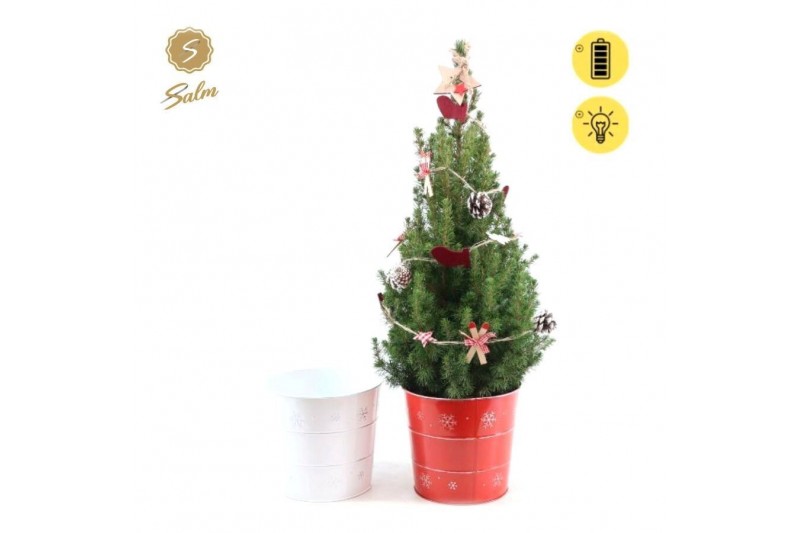 Picea glauca december P19 in Zinc X-mas Duo + Winterlight-Ski + Star o Picea glauca december P19 in Zinc X-mas Duo + Winterlight-Ski + Star o
