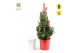 Picea glauca december P19 in Zinc X-mas Duo + Winterlight-Skate + Star 