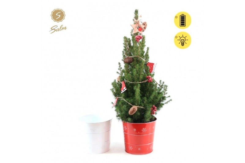 Picea glauca december P19 in Zinc X-mas Duo + Winterlight-Skate + Star Picea glauca december P19 in Zinc X-mas Duo + Winterlight-Skate + Star