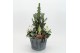 Arrangementen tuinplanten ODXM-2546 Xmas Outdoor 4 pp 