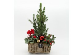Arrangementen tuinplanten ODXM-2506 Xmas Outdoor 3 pp