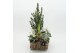Arrangementen tuinplanten ODXM-2542 Xmas Outdoor 5 pp 
