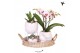 Phalaenopsis Kolibri Green up your home - Gift Set - All White 