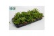 Rhipsalis Rhipsalis Crispata 