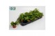 Rhipsalis Rhipsalis Crispata 