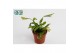 Rhipsalis Rhipsalis Crispata 