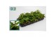 Rhipsalis Rhipsalis Crispata 