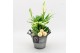 Arrangementen kamerplanten BAXM-2514W Xmas Fundamentals 2 pp 
