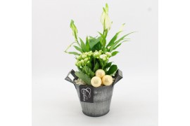 Arrangementen kamerplanten BAXM-2514W Xmas Fundamentals 2 pp
