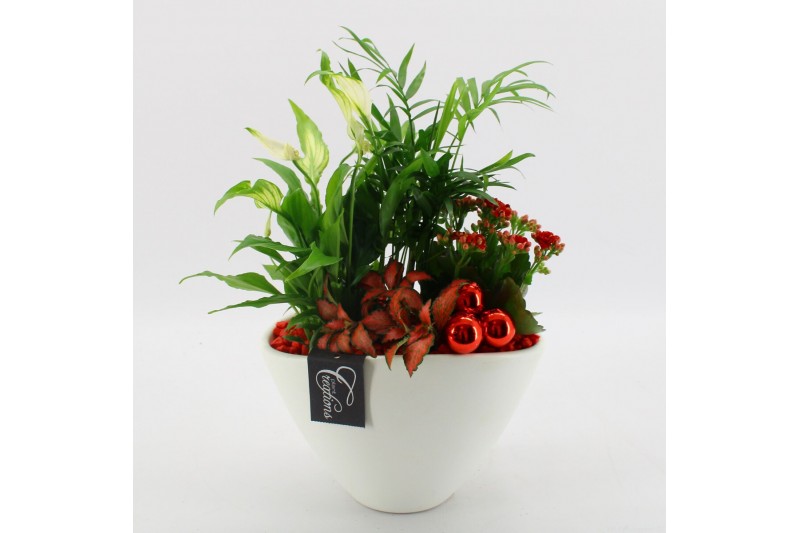 Arrangementen kamerplanten BAXM-2512R Xmas Fundamentals 4 pp Arrangementen kamerplanten BAXM-2512R Xmas Fundamentals 4 pp